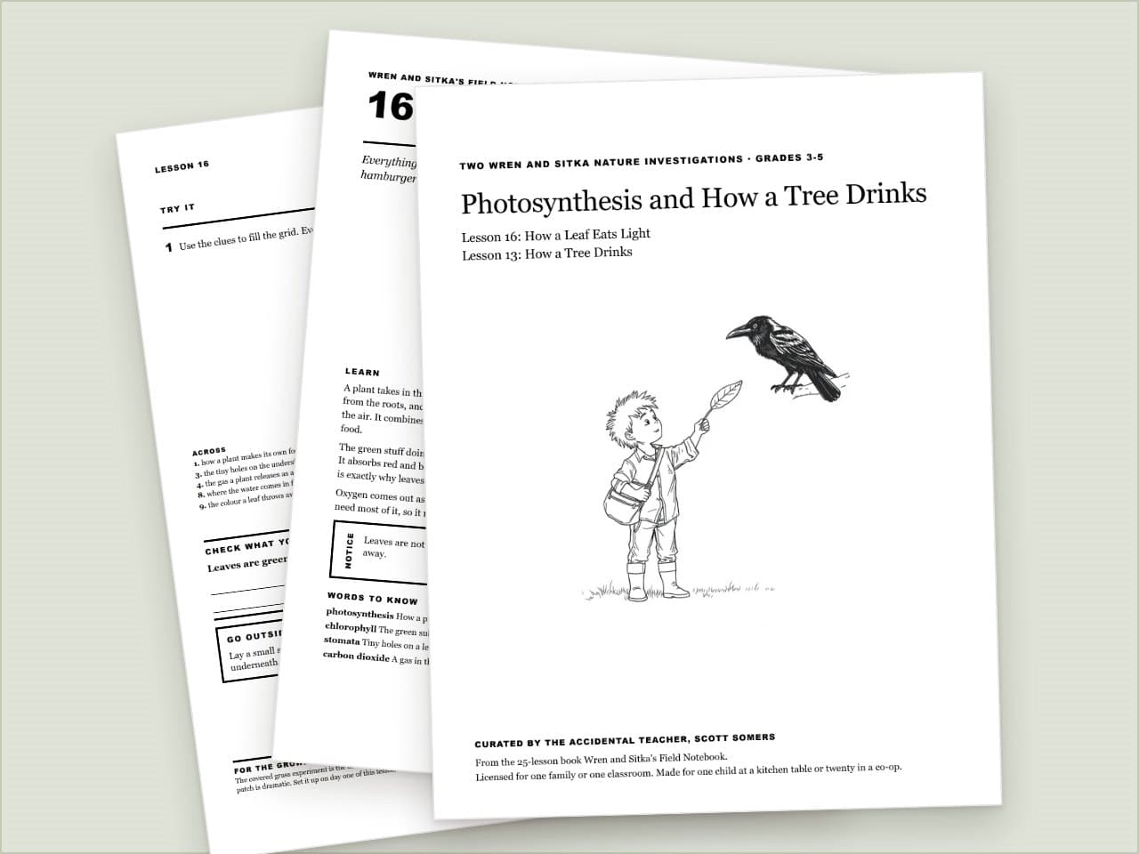 Preview pages from Photosynthesis and How a Tree Drinks: Two Wren and Sitka Lessons, Grades 3-5
